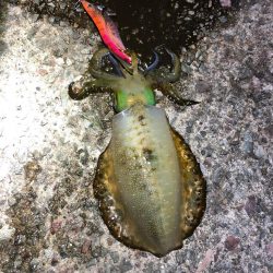 2021佐渡ヶ島 エギング　29回目