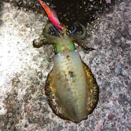 2021佐渡ヶ島 エギング　29回目