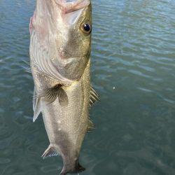 シーバスデイゲーム