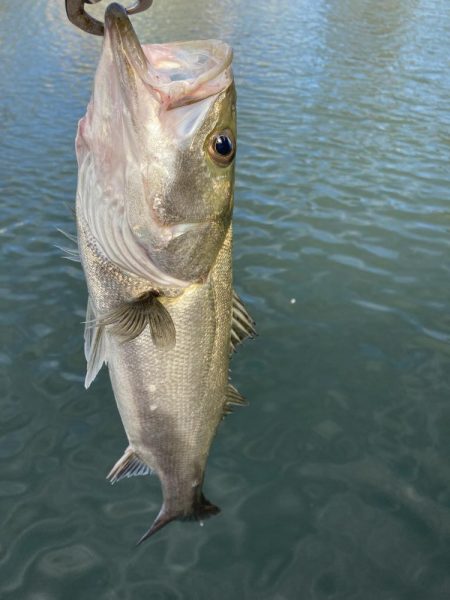 シーバスデイゲーム