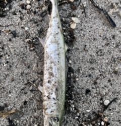 マイクロベイト