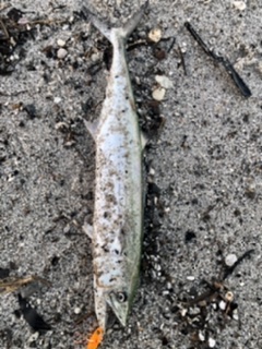 マイクロベイト