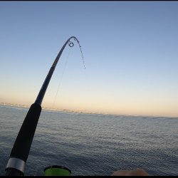 場所ムラあり青物好調