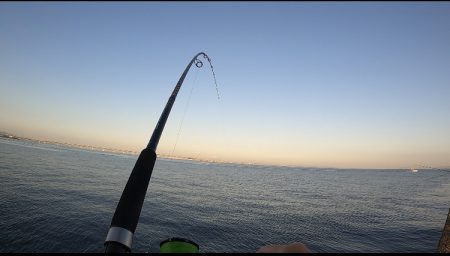 場所ムラあり青物好調