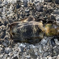 アオリイカ　高活性