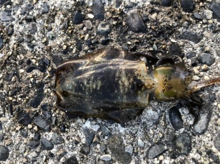 アオリイカ　高活性