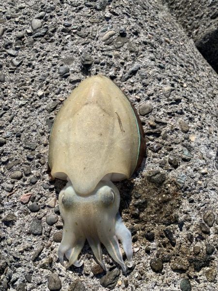 まさかのコイツが釣れた