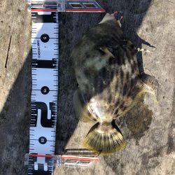 今年初の筏釣り