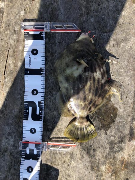 今年初の筏釣り