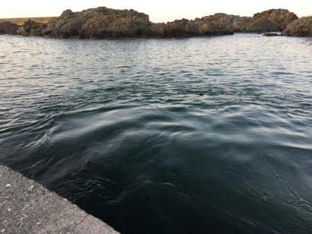 激濁りの夕まずめ