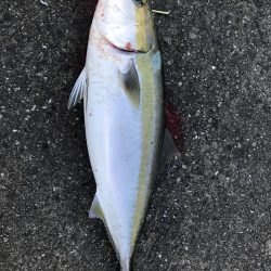 ど干潮潮止まり