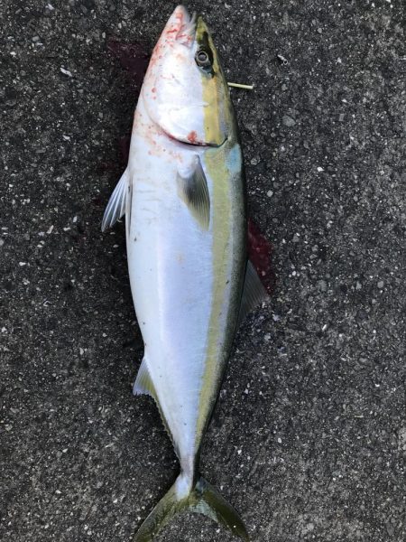 ど干潮潮止まり