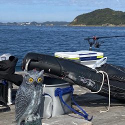 アオリイカとカワハギ狙うも…