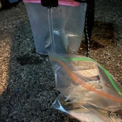 ナイトアジングです