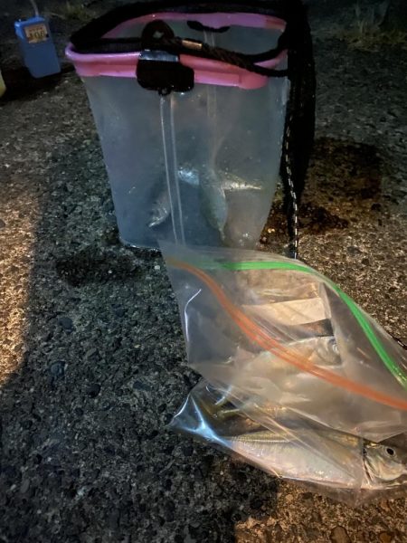 ナイトアジングです