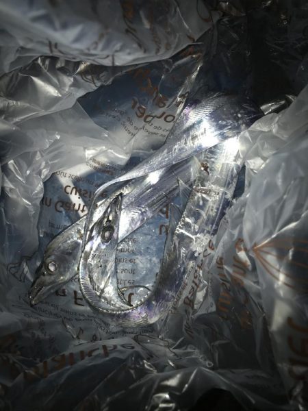 朝マズメのタチウオ 釣り