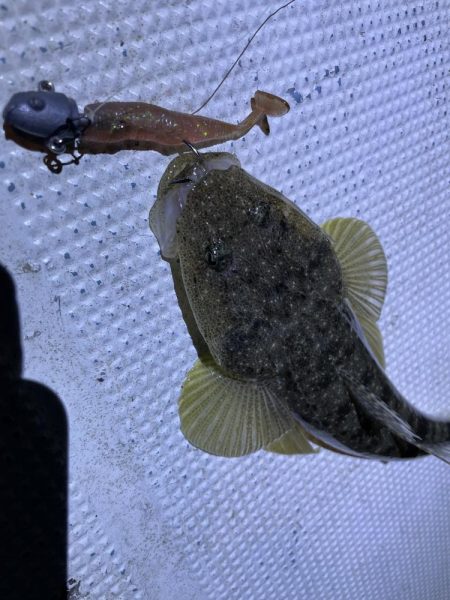 ボートでシーバス&マゴチ