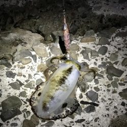 短時間エギング