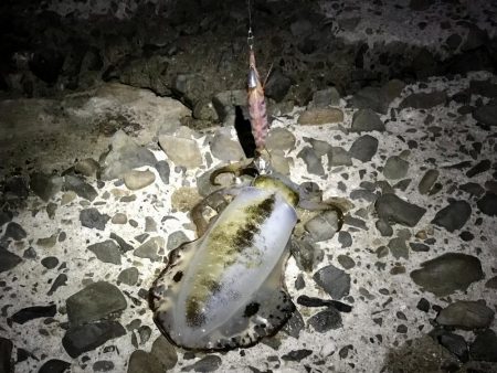 短時間エギング