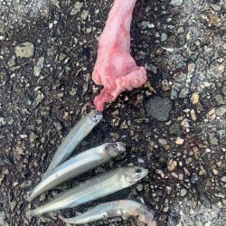 淡路島釣行 連敗脱出メジロ 61センチGET