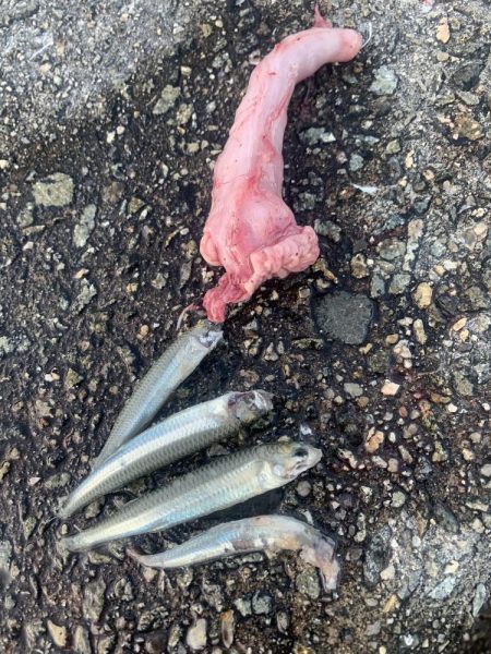 淡路島釣行 連敗脱出メジロ 61センチGET