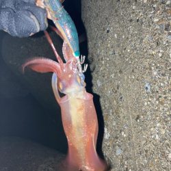 ポツポツとアオリイカとケンサキイカ4杯(^。^)