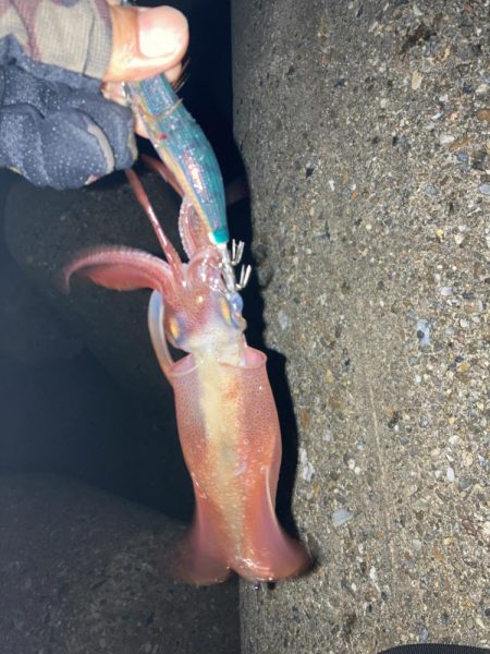 ポツポツとアオリイカとケンサキイカ4杯(^。^)