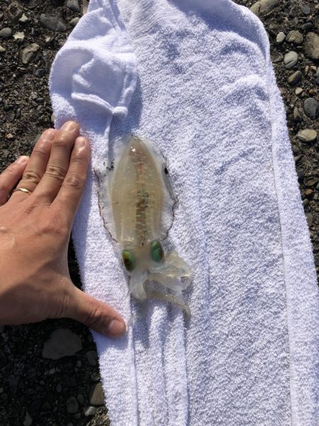 バラエティーな釣り