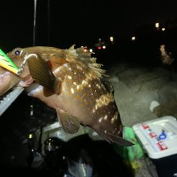 Mキャロアジング