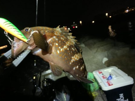 Mキャロアジング