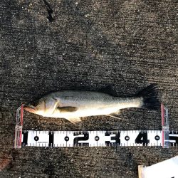 やっと釣れた！