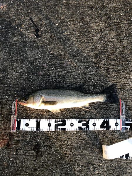 やっと釣れた！