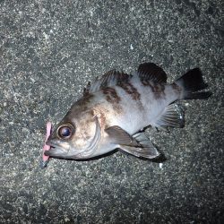 今週も関電波止へ！