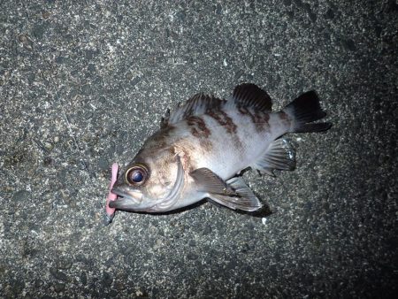 今週も関電波止へ！