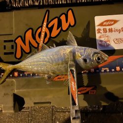 シャローフリーク