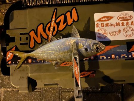 シャローフリーク