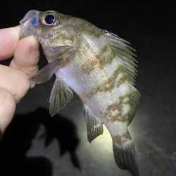 ワームでガシラ・メバル