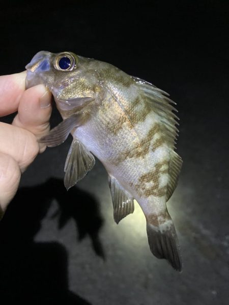 ワームでガシラ・メバル