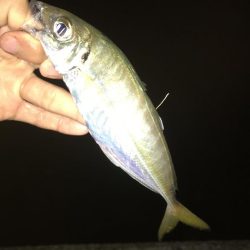 アジングのつもりが、サゴシが大爆釣！！