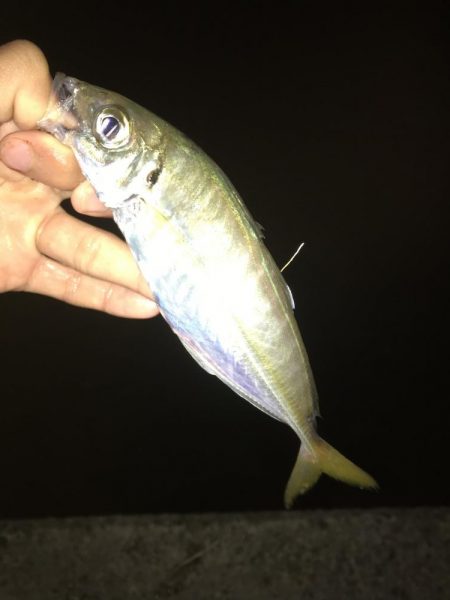 アジングのつもりが、サゴシが大爆釣！！