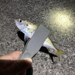 ライトゲーム、アジ・メバル