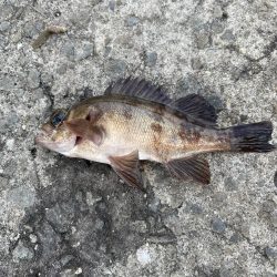 【絶品】キュウセン初めて食べました