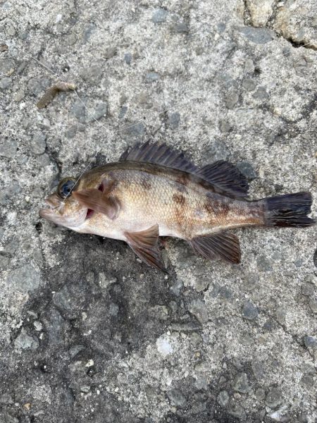 【絶品】キュウセン初めて食べました