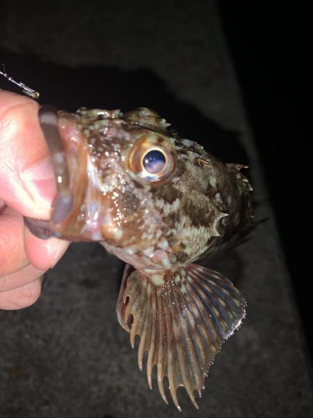 久々のライトゲーム