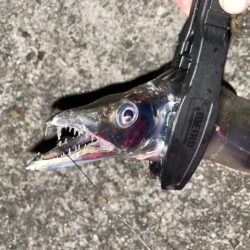 サバ祭り！タチウオもいるよ