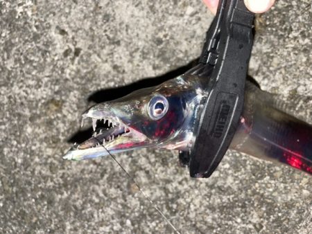 サバ祭り！タチウオもいるよ