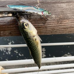 30分だけの鯖無限城。ボラすらな魚っ気無さ。。