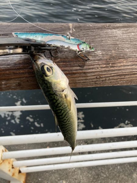 30分だけの鯖無限城。ボラすらな魚っ気無さ。。