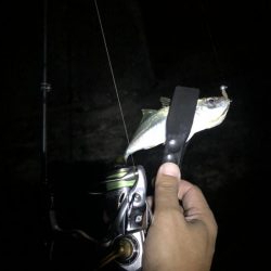 アジングで中アジ！