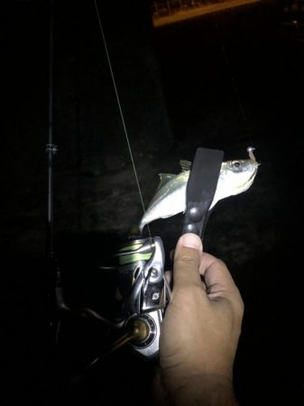 アジングで中アジ！